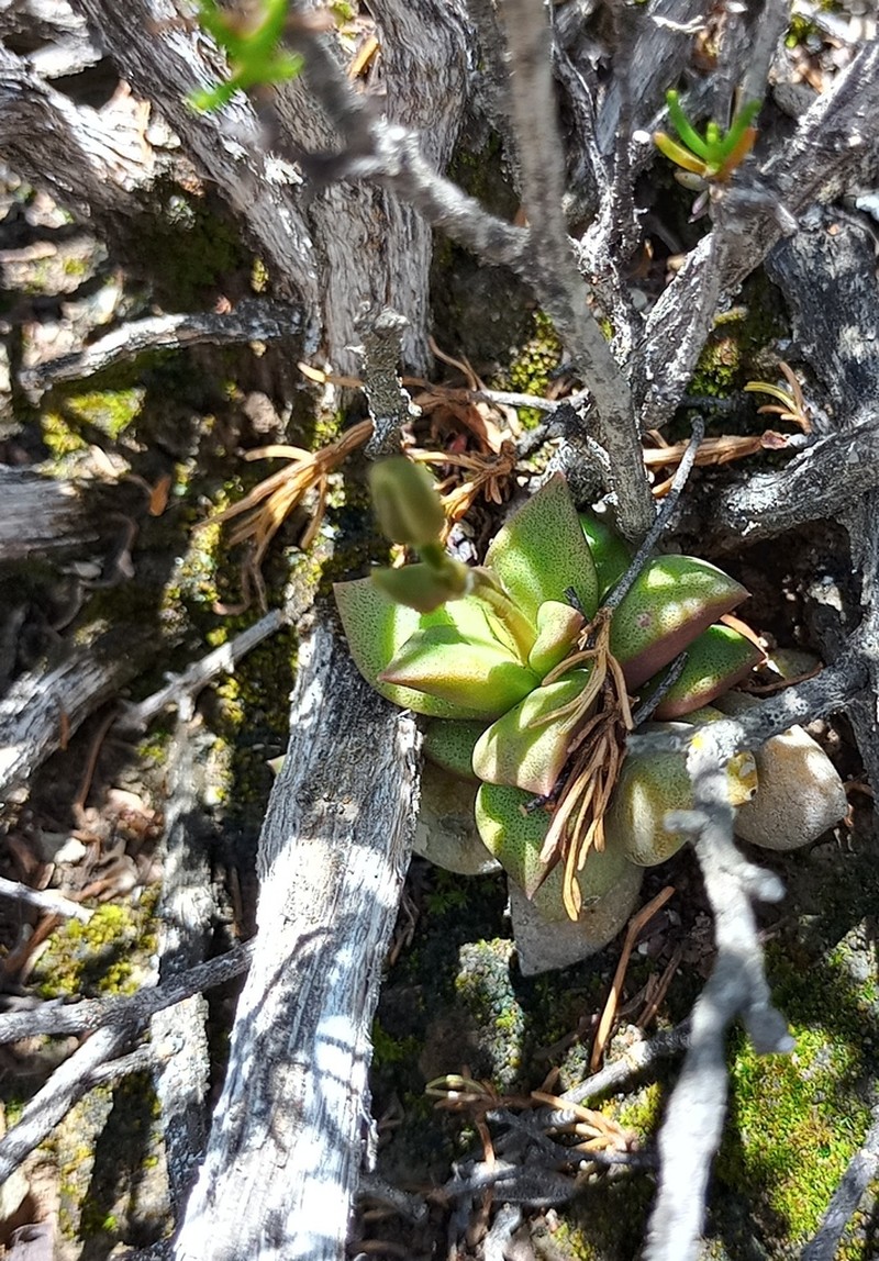 Anacampseros telephiastrum photo 8