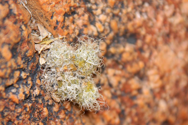 Anacampseros tomentosa