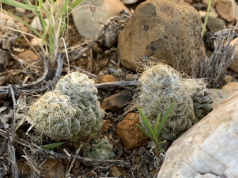 Anacampseros tomentosa photo 2