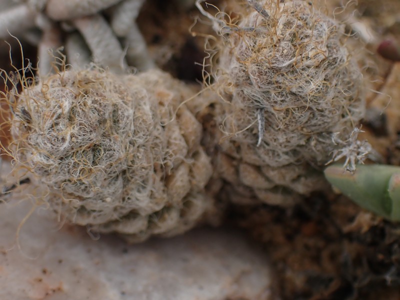 Anacampseros tomentosa photo 4