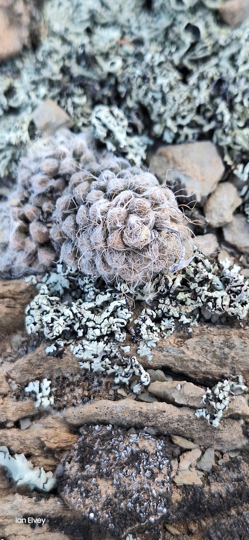 Anacampseros tomentosa photo 7