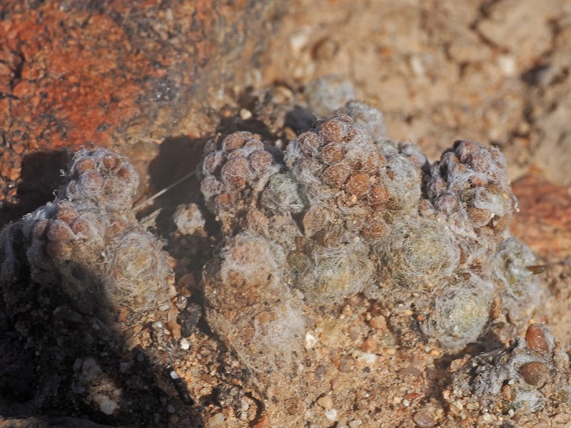 Anacampseros tomentosa photo 8