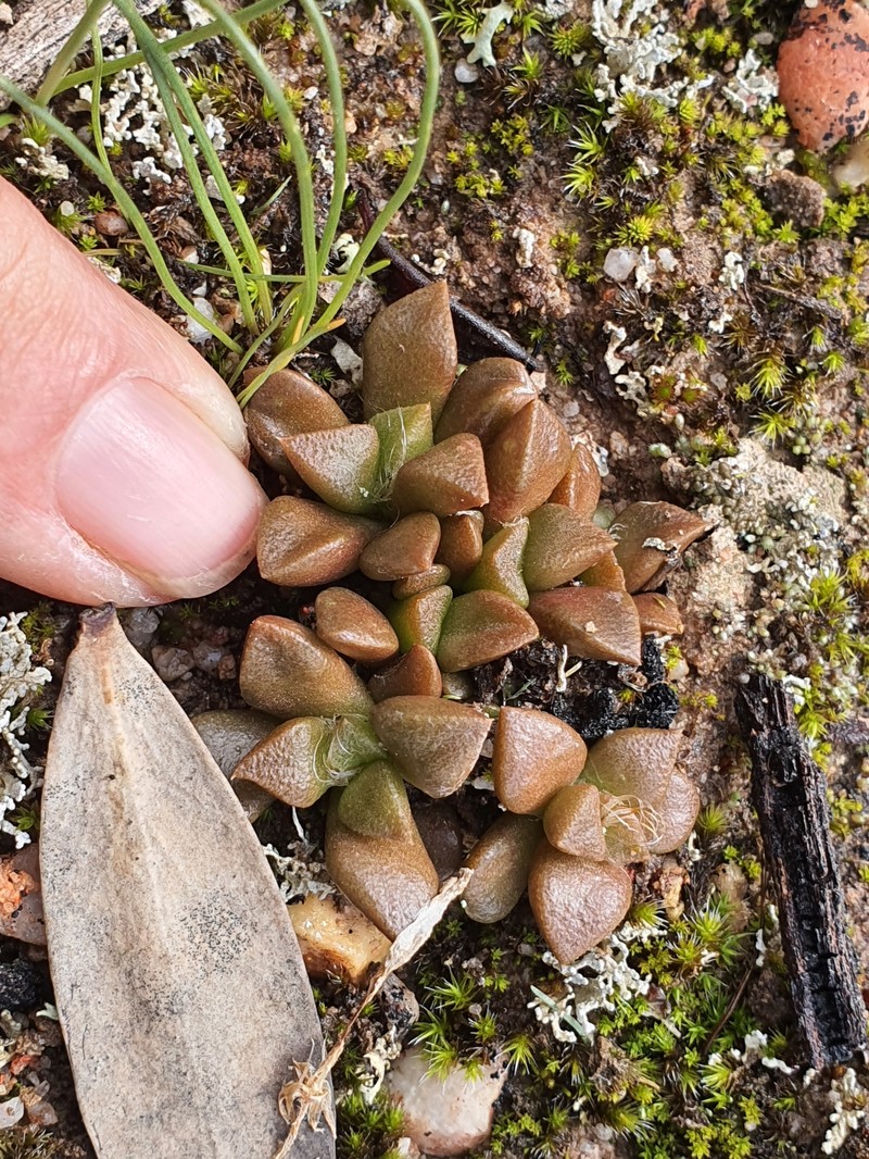 Anacampseros truncata