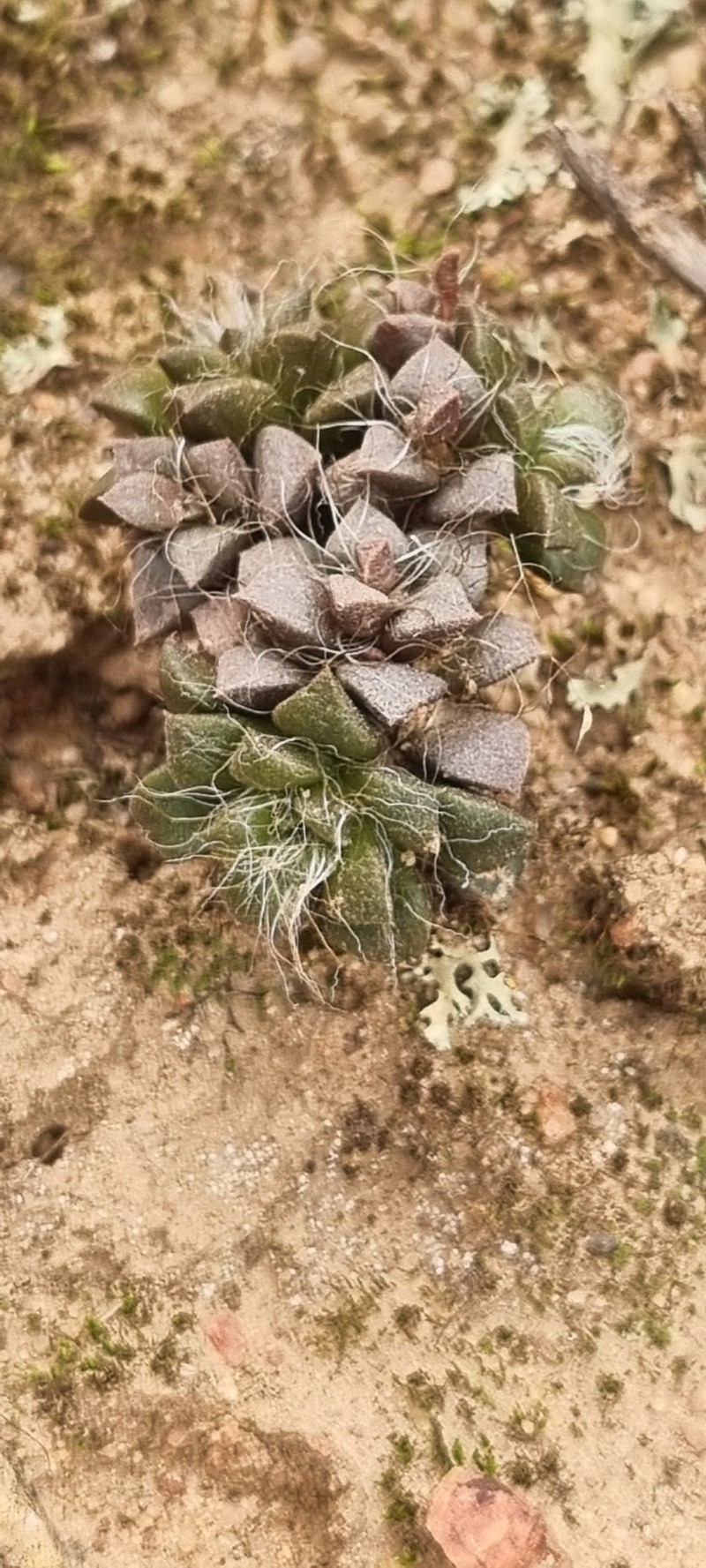 Anacampseros truncata photo 2