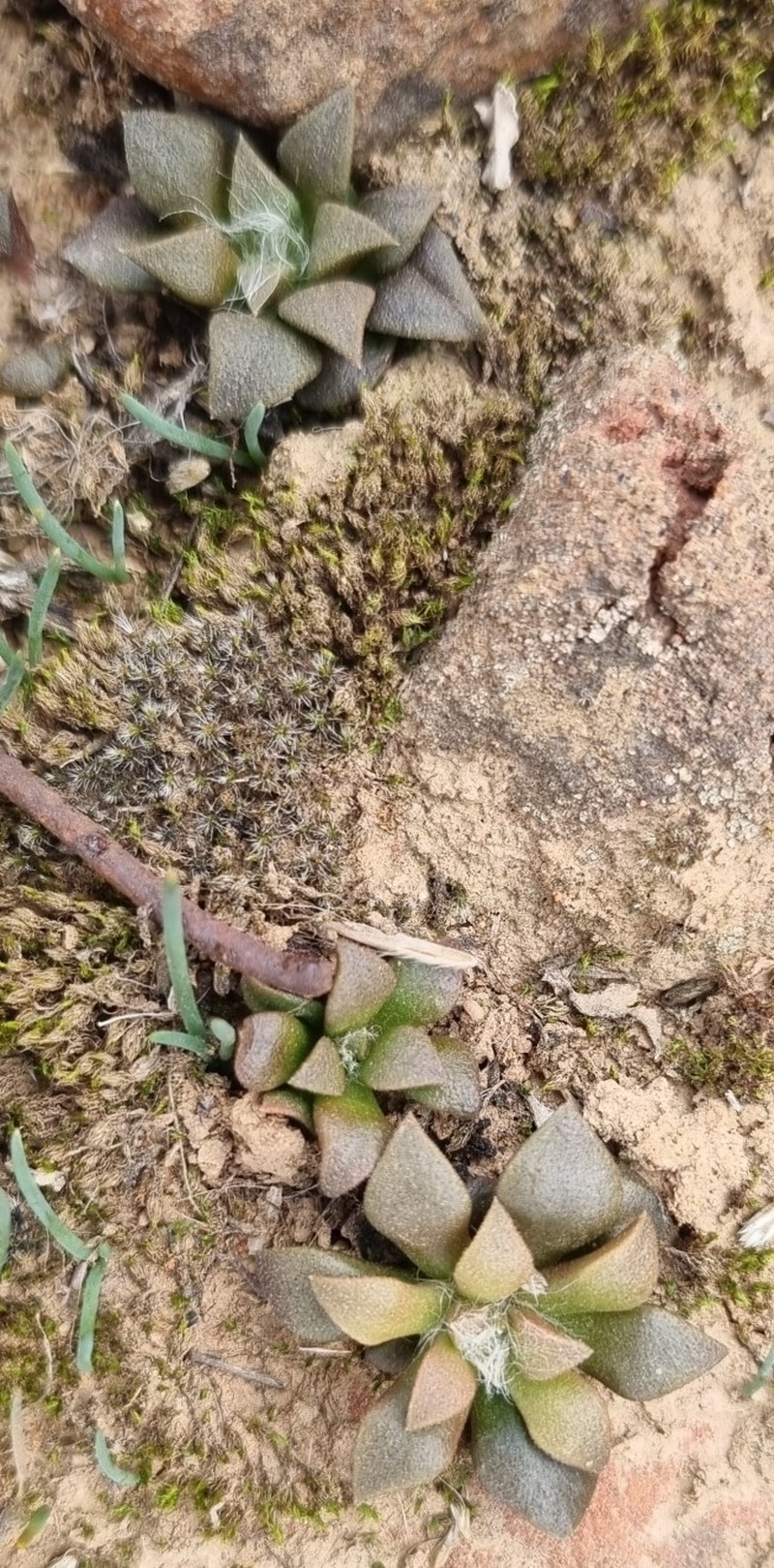 Anacampseros truncata photo 3
