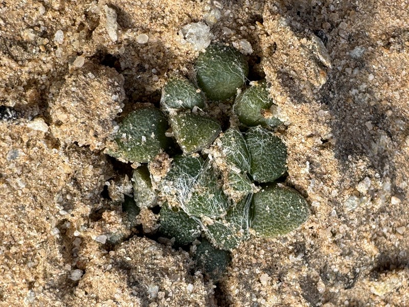 Anacampseros truncata photo 4
