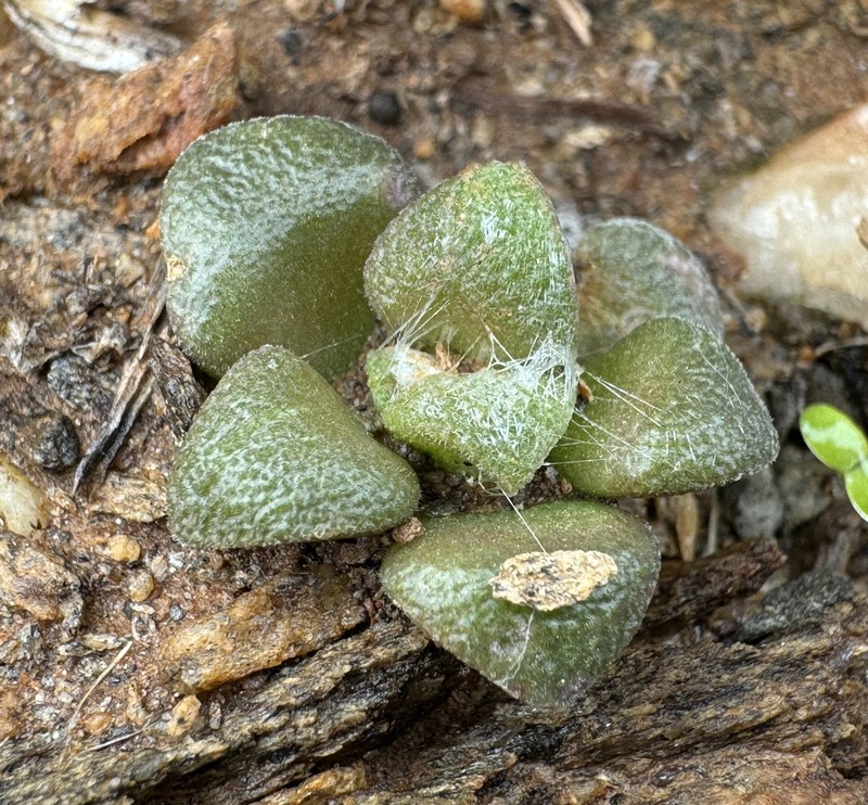 Anacampseros truncata photo 5