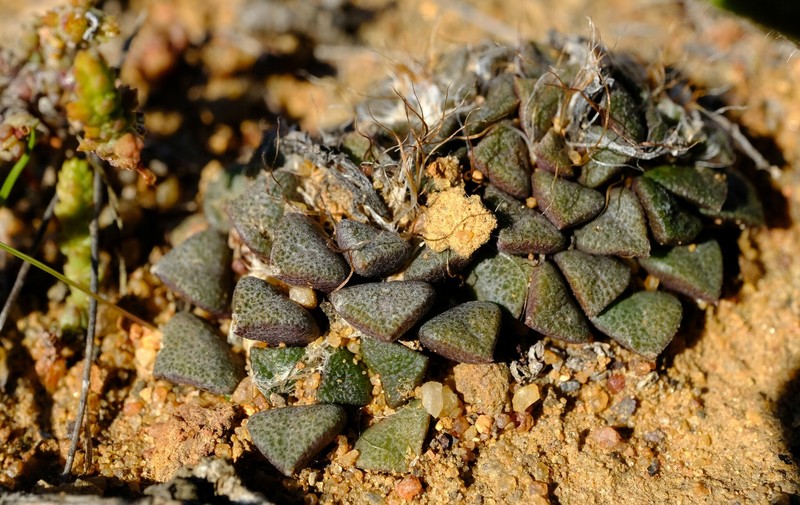 Anacampseros truncata photo 6