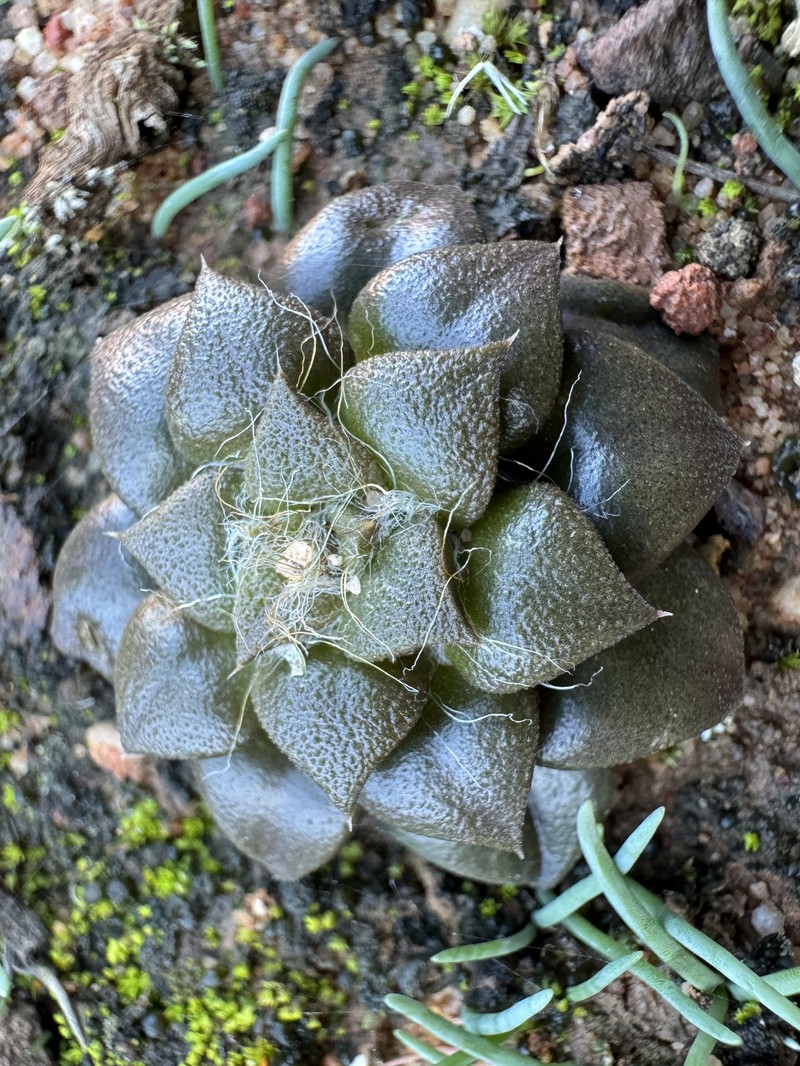 Anacampseros truncata photo 7