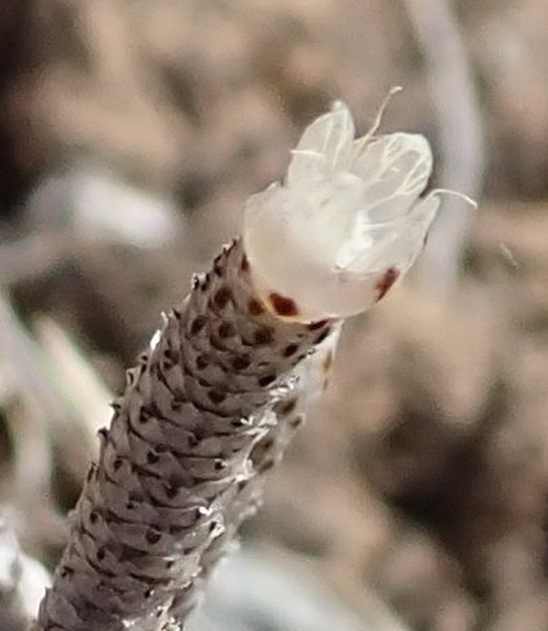 Anacampseros ustulata