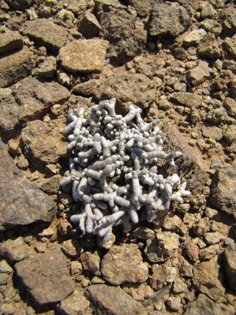 Anacampseros ustulata photo 2