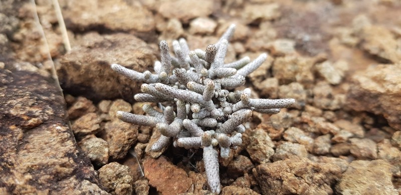 Anacampseros ustulata photo 3