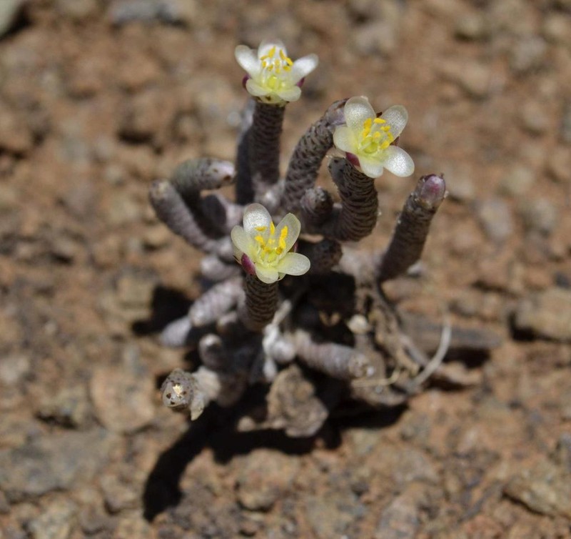 Anacampseros ustulata photo 4