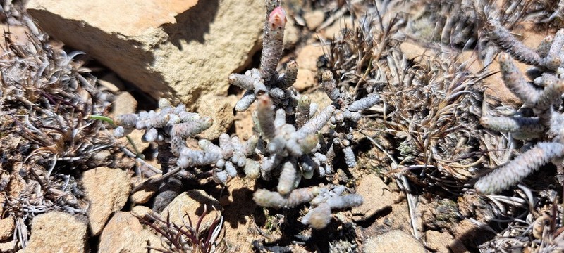 Anacampseros ustulata photo 5