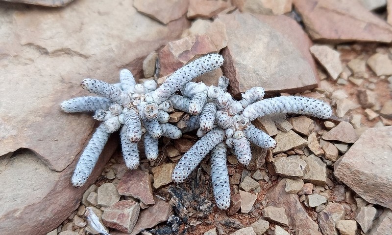 Anacampseros ustulata photo 6