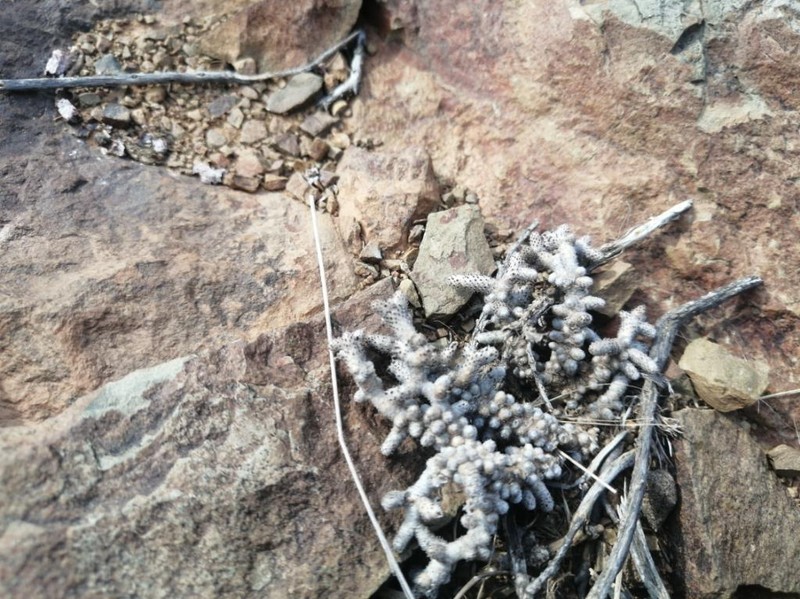 Anacampseros ustulata photo 7