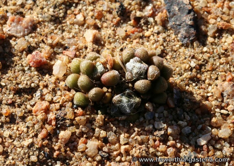 Anacampseros vanthielii
