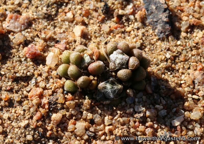Anacampseros vanthielii photo 2