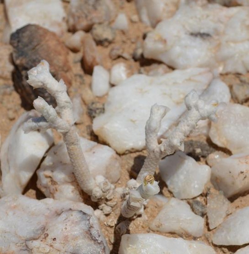 Anacampseros variabilis photo 2