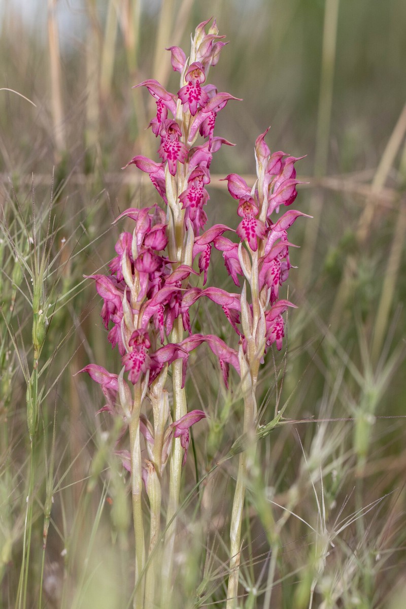 Anacamptis × kallithea photo 2