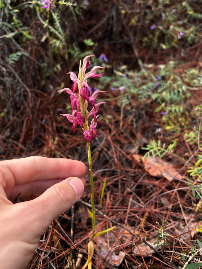 Anacamptis × kallithea photo 3