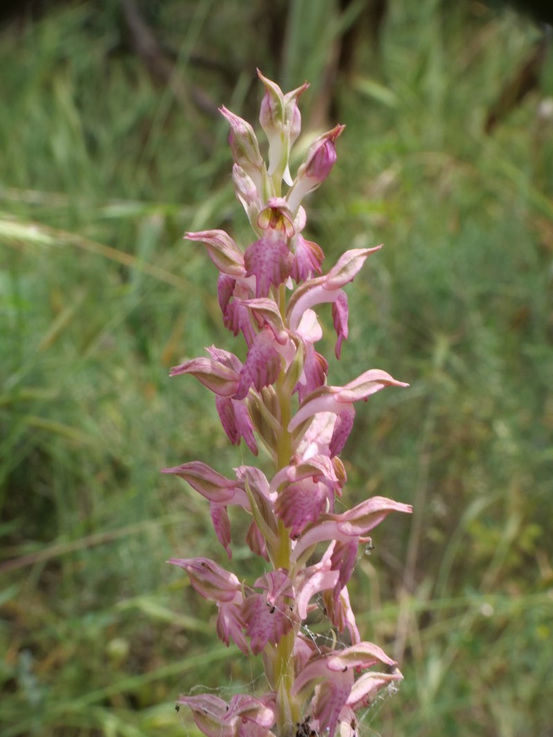 Anacamptis × kallithea photo 4