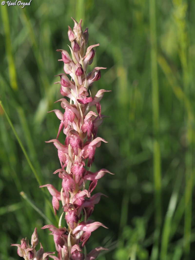 Anacamptis × kallithea photo 5