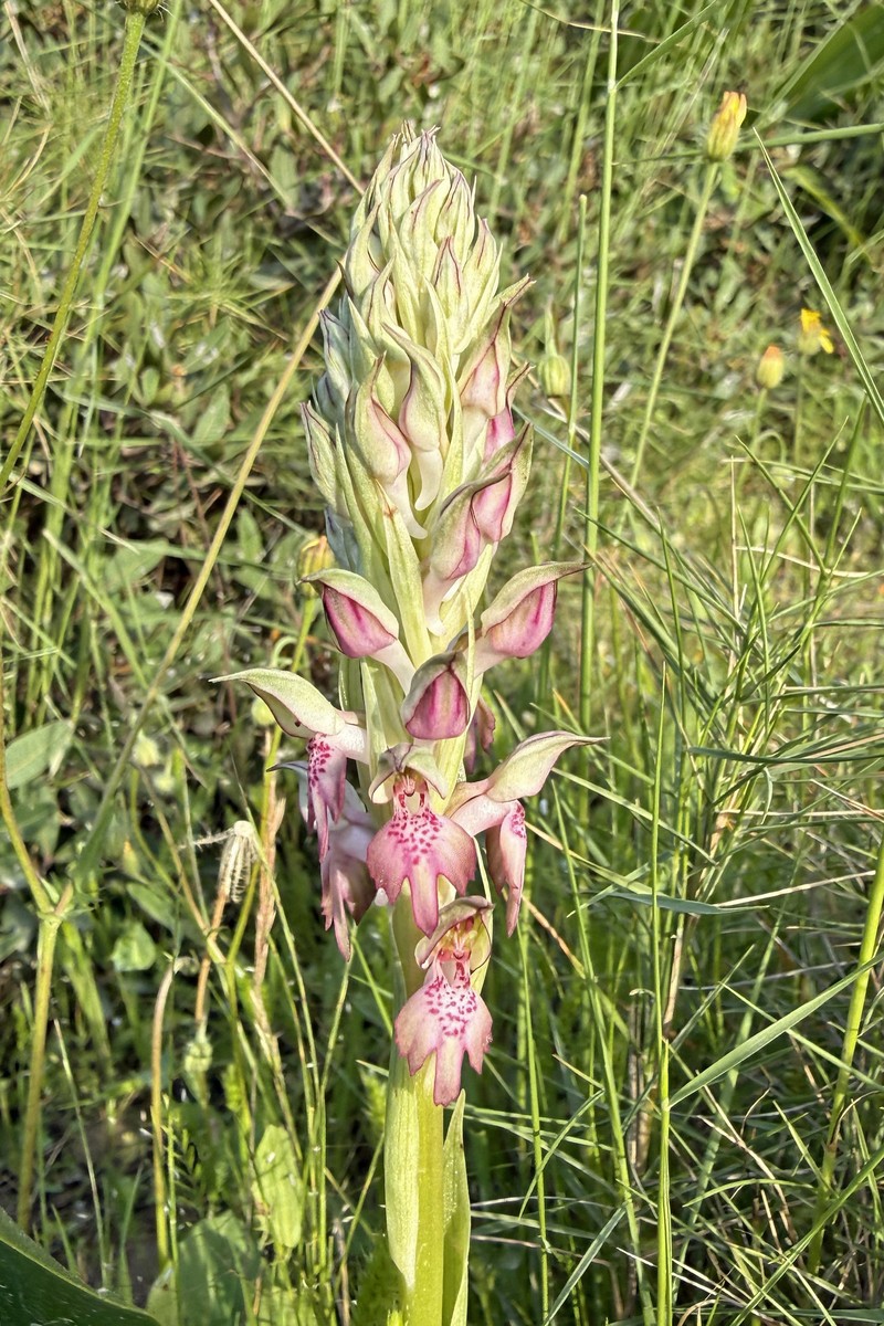 Anacamptis × kallithea
