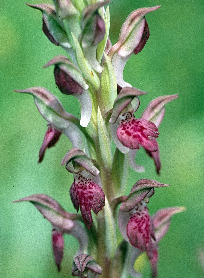 Anacamptis × kallithea photo 6