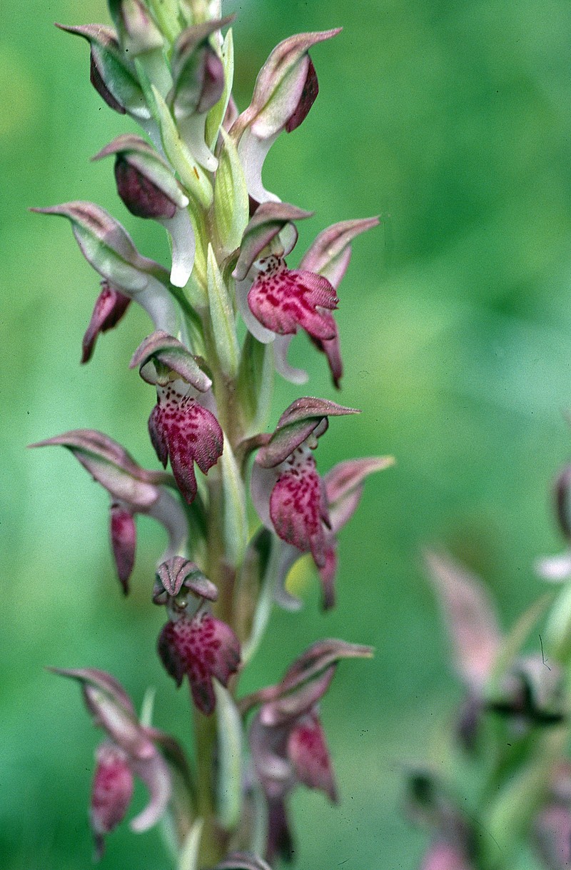 Anacamptis × kallithea photo 7