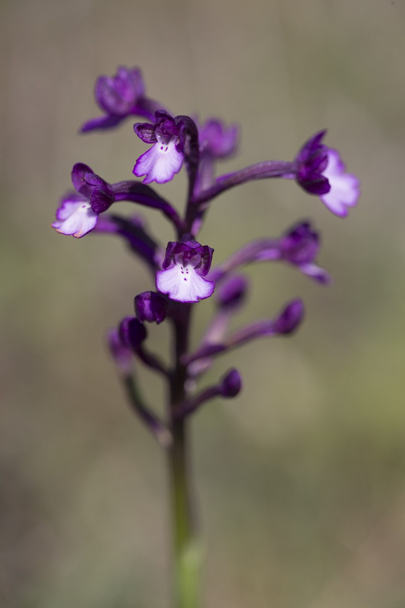 Anacamptis boryi