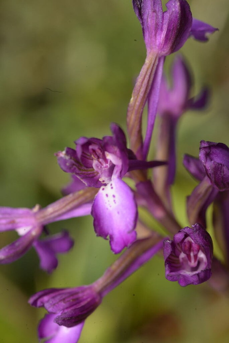 Anacamptis boryi photo 2