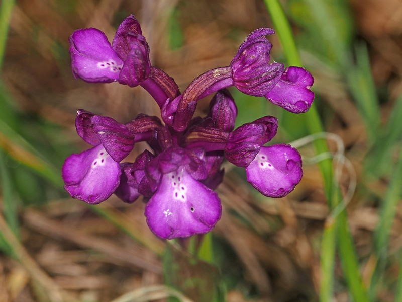 Anacamptis boryi photo 3
