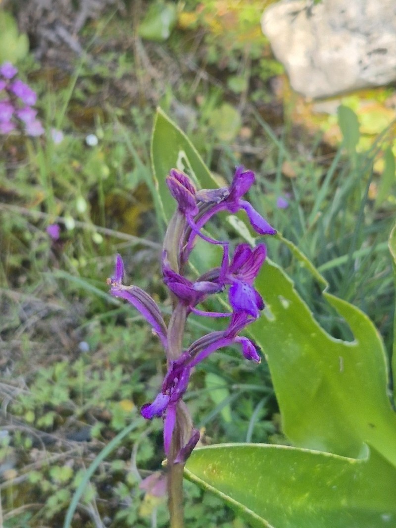 Anacamptis boryi photo 4