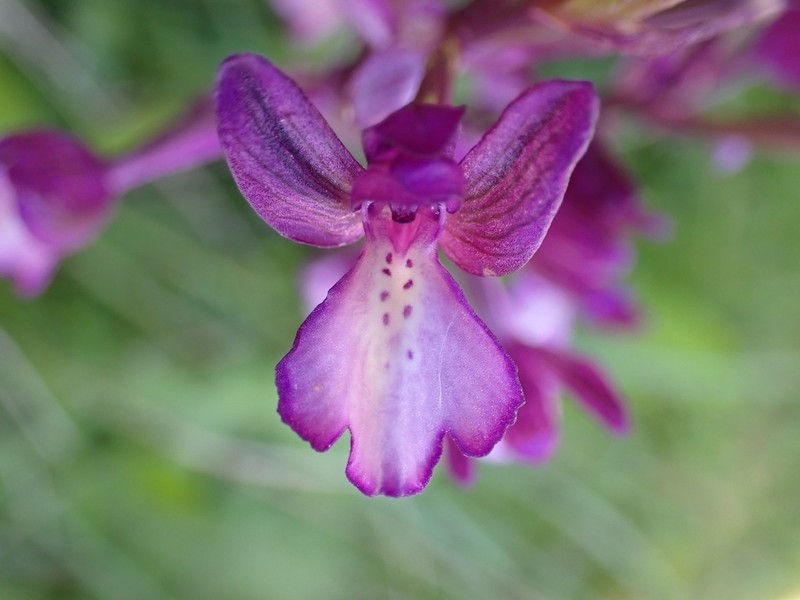 Anacamptis boryi photo 5