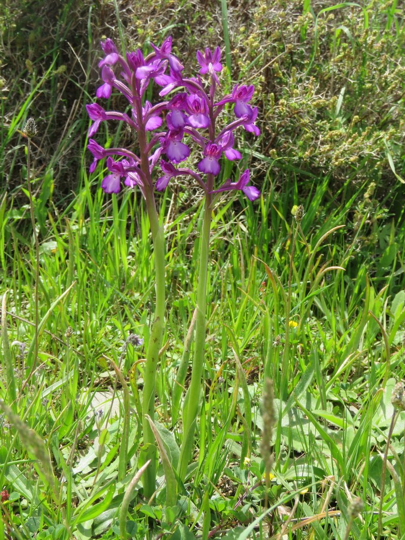 Anacamptis boryi photo 6