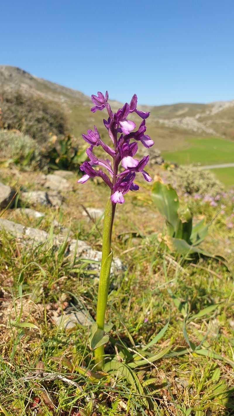 Anacamptis boryi photo 7