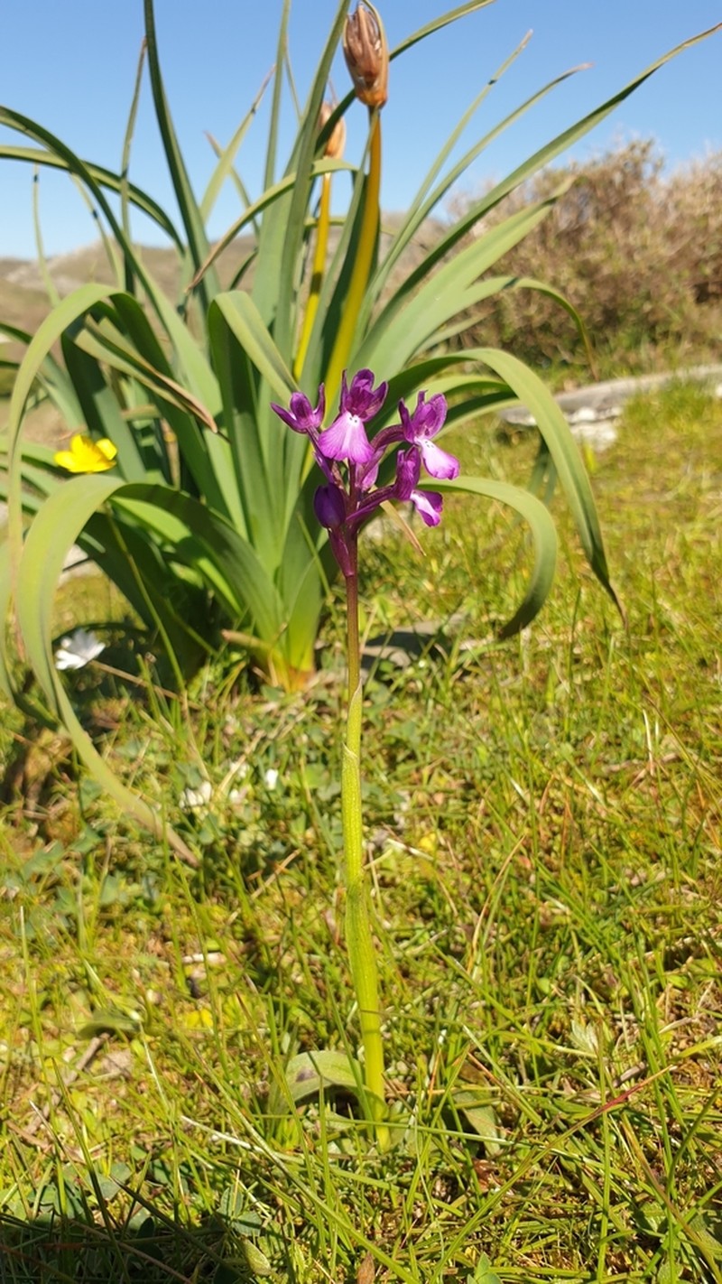 Anacamptis boryi photo 8