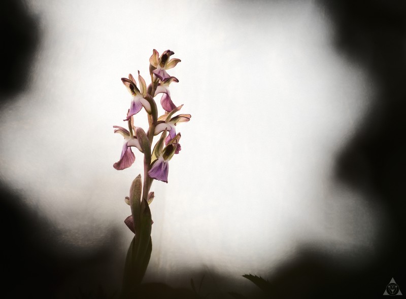 Anacamptis collina