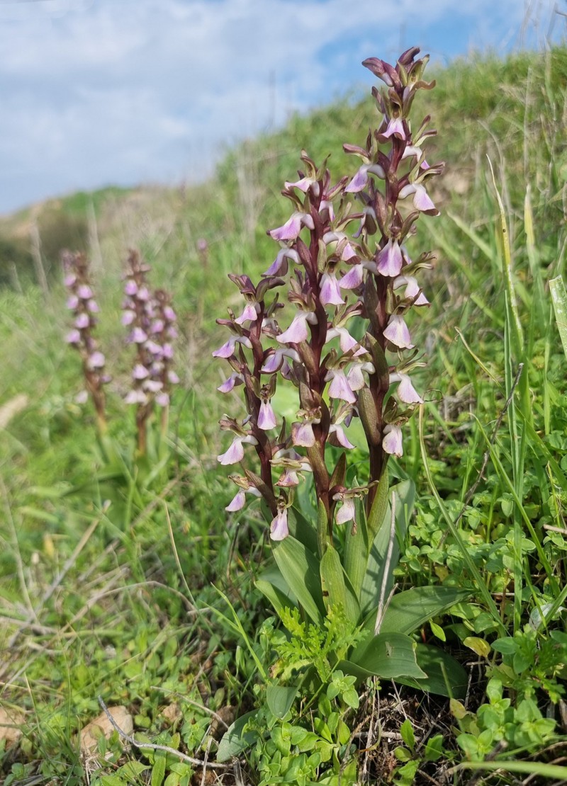 Anacamptis collina photo 2