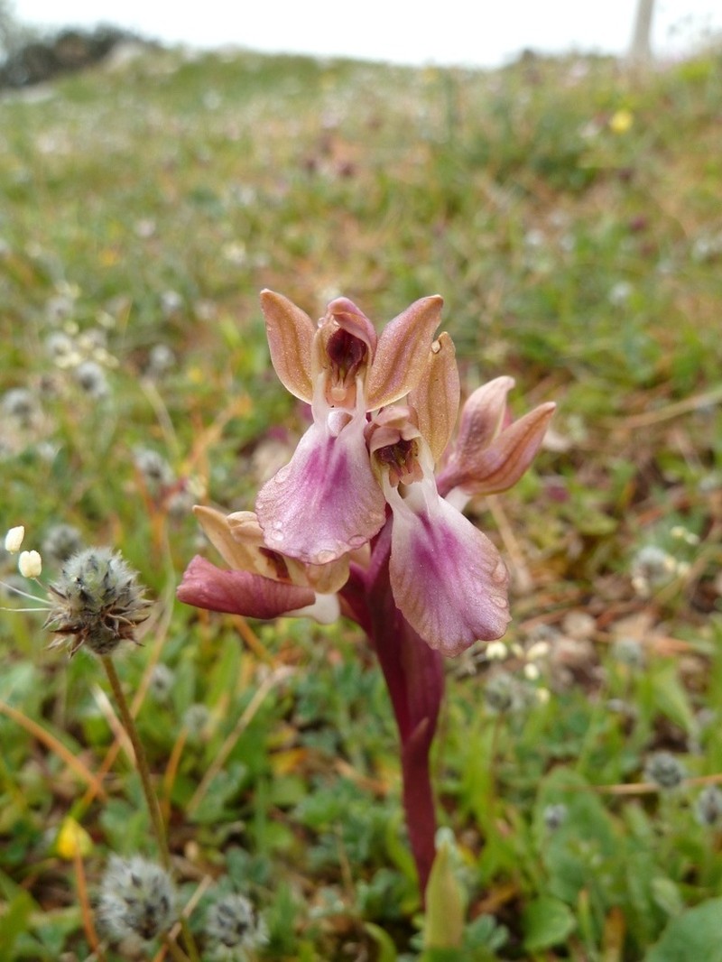 Anacamptis collina photo 3