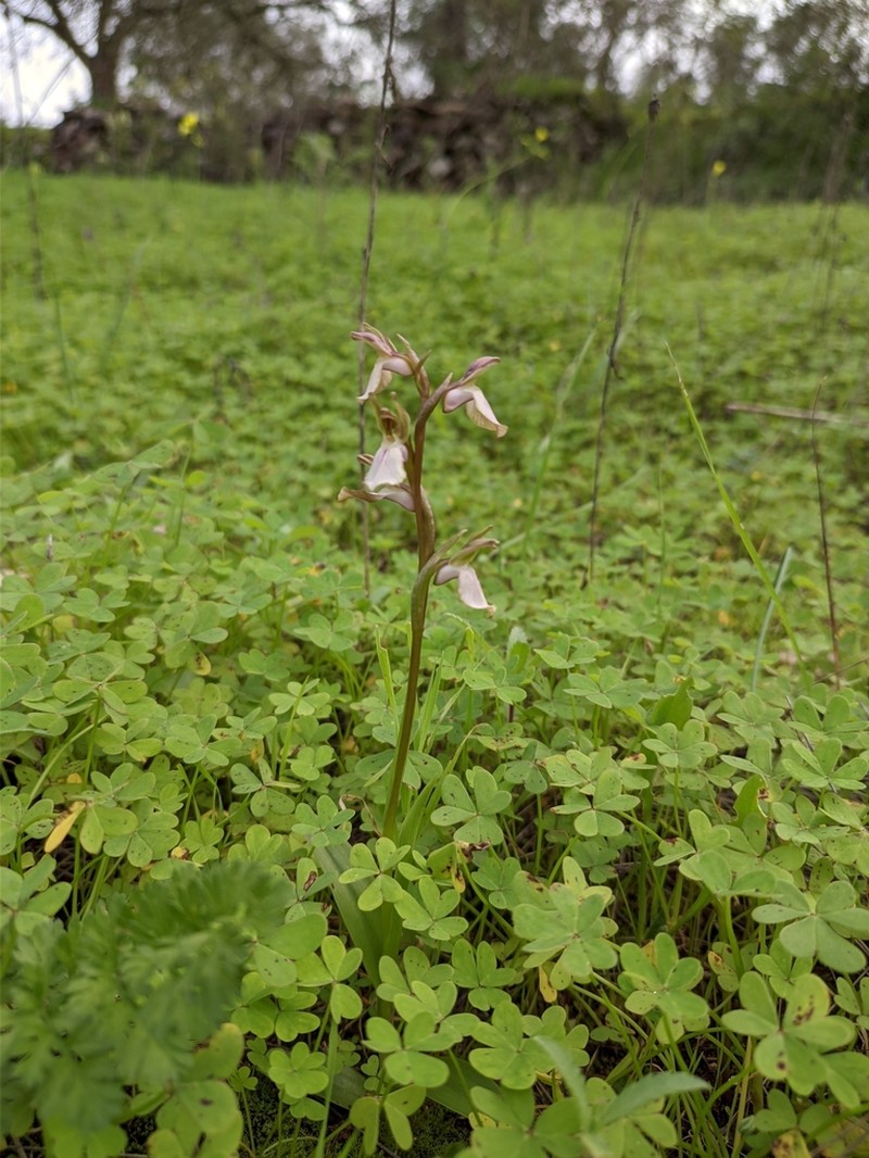 Anacamptis collina photo 4