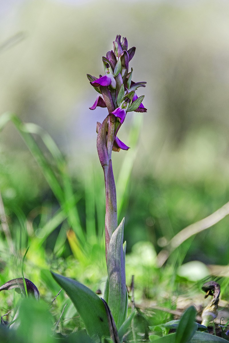 Anacamptis collina photo 5