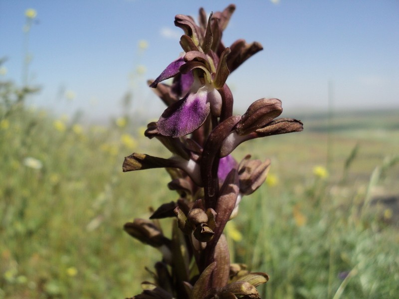 Anacamptis collina photo 6