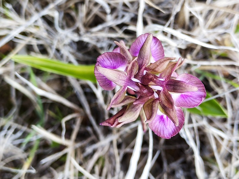 Anacamptis collina photo 7