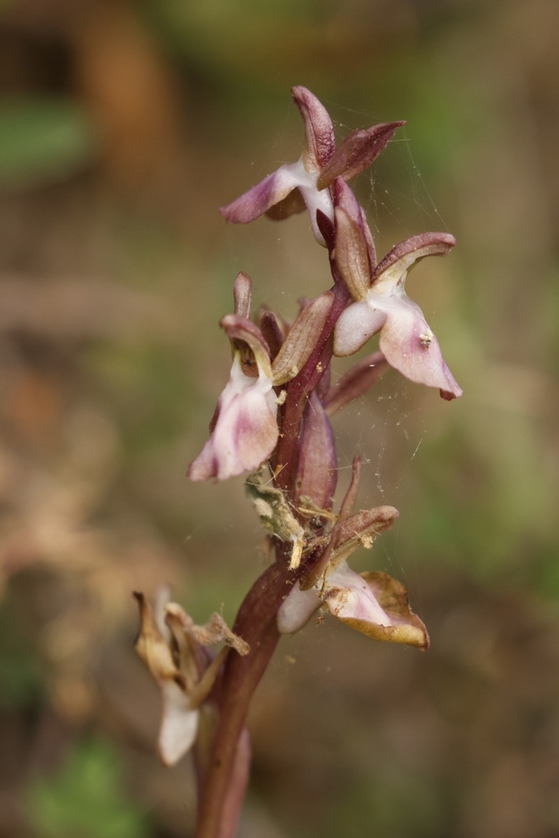 Anacamptis collina photo 8