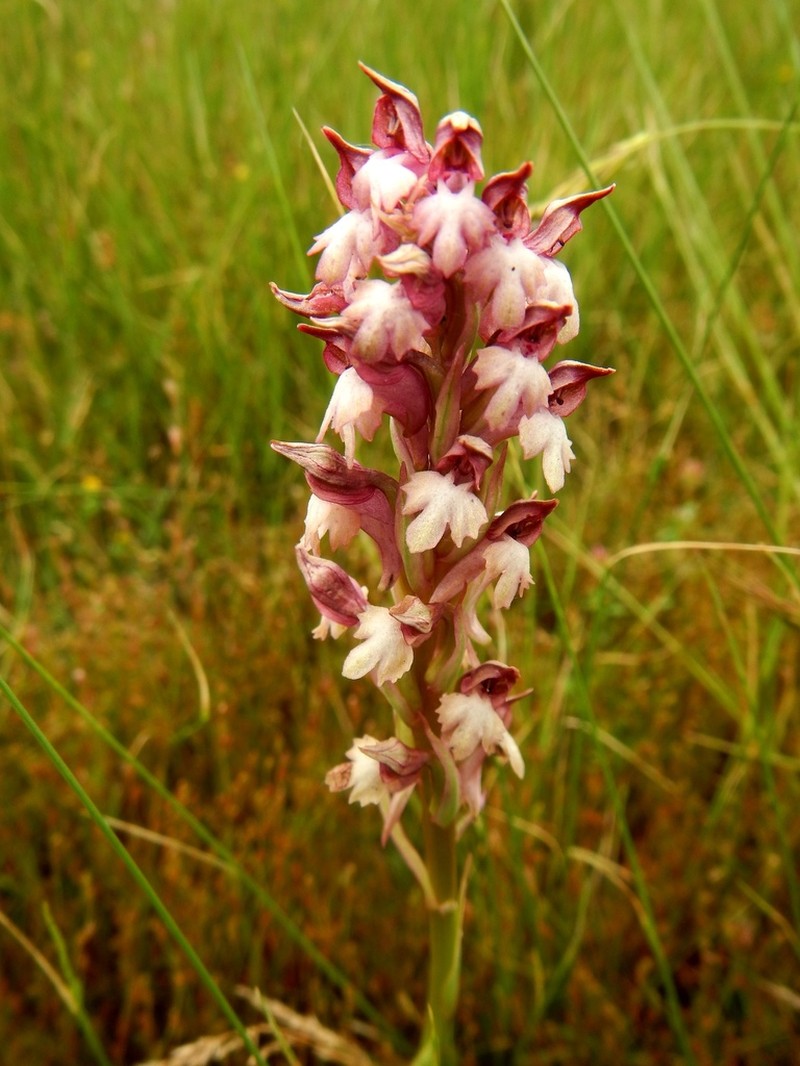 Anacamptis coriophora photo 2