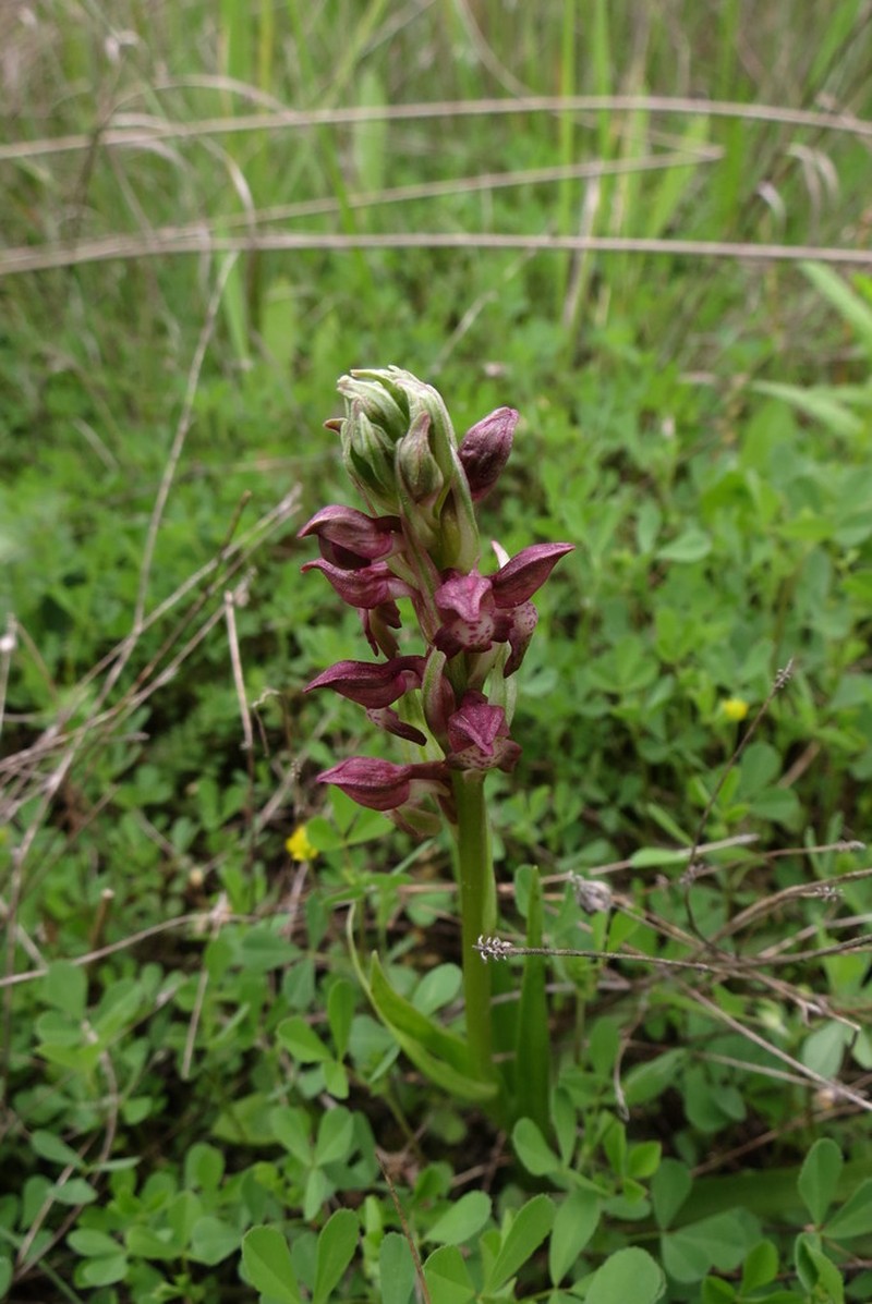 Anacamptis coriophora photo 3