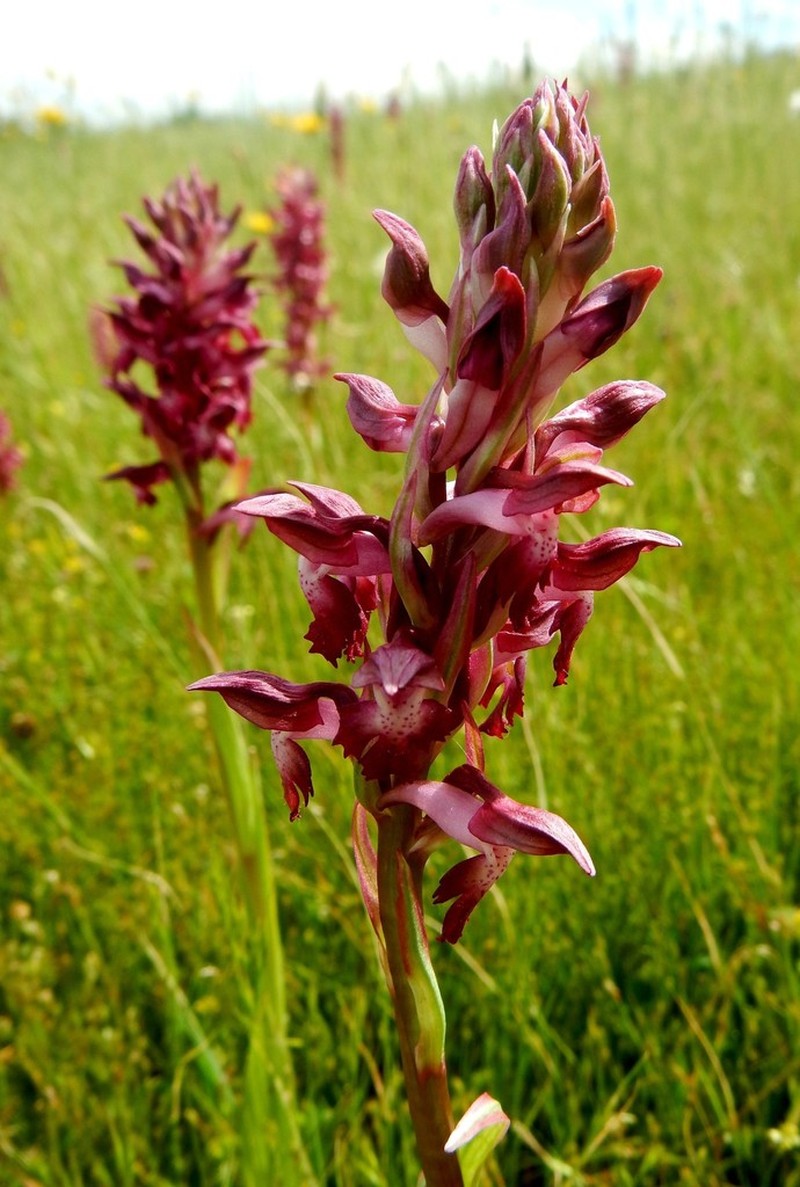Anacamptis coriophora photo 4