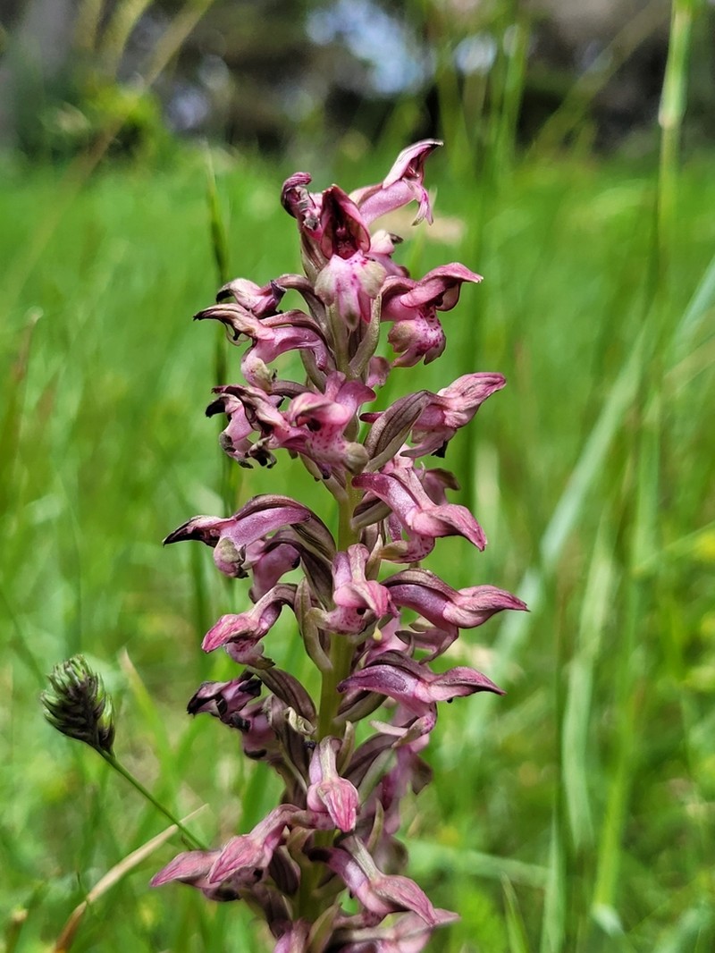 Anacamptis coriophora photo 5